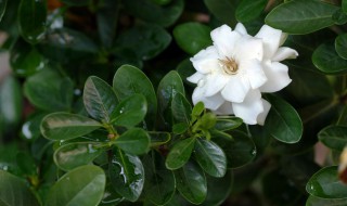 栀子花冬天换盆怎么保护花（栀子花夏天换盆能成活吗）