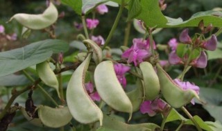 菜园冬季适合种什么蔬菜（冬季应该种什么蔬菜）