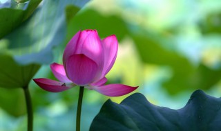 莲藕池内有浮萍怎么办 藕田有浮萍怎么办
