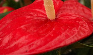 鹅掌花多长时间浇水 鹅掌花需要常浇水吗