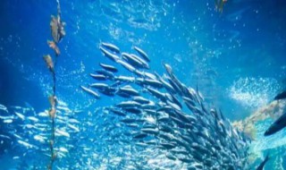 世界上最小的海洋叫什么 世界上最小的海洋是什么