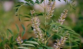香料植物有哪些（驱蚊香料植物有哪些）