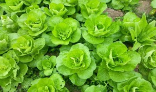 春夏季适合种哪些蔬菜种类 春季夏季适合种什么蔬菜