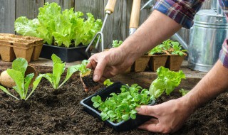 苹果树下种菜怎么种（果树下面可以种菜吗）