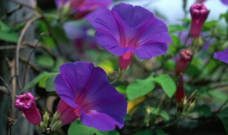 牵牛花适合室内养吗 牵牛花养家里好吗