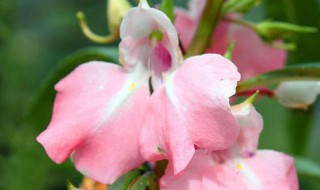 凤仙花水培方法（凤仙花水培方法成活）