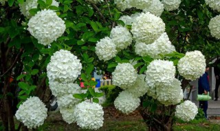 室外木本绣球树怎么种（木本绣球花树的养殖及特性）