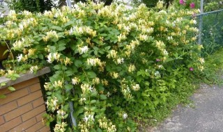阳台种金银花怎么爬藤 盆栽金银花可以爬藤吗