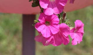 如何种好矮牵牛花（矮牵牛花苗怎么养）