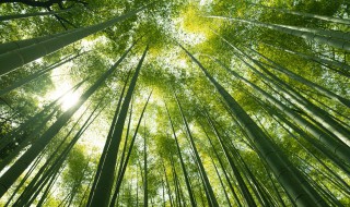 阳台上种竹子风水禁忌 阳台种竹子有讲究吗