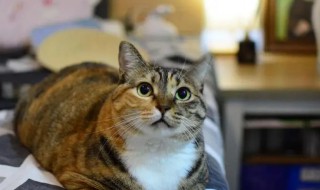 狸花猫要怎么养 千万别养狸花猫