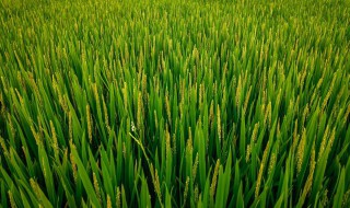 水稻是单子叶植物吗 水稻是单子叶吗?
