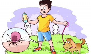 牛蜱怎么彻底清除 牛身上的牛蜱虫怎么消灭干净