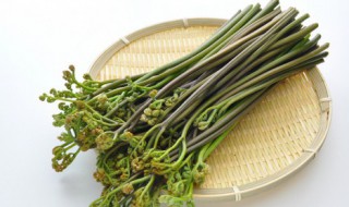 水蕨菜怎么做好吃 蕨菜怎么做好吃
