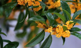 阳台上种桂花树吉吗 桂花树种在阳台吉利吗