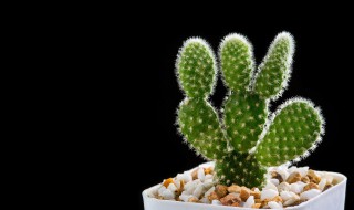 干旱环境中植物是如何生存的 动植物是如何适应干旱环境的