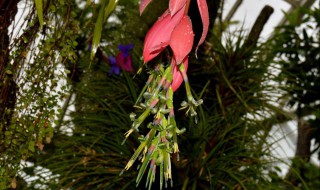 垂花水塔花什么时候开花（水塔花什么季节开花）