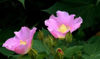 木芙蓉花什么时候开花（木芙蓉花几月份开花）