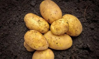 土豆的沙土保存方法 土豆放在沙土里储存