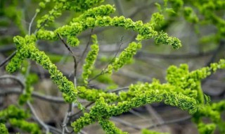 榆钱树怎么种（榆钱树怎么种植）