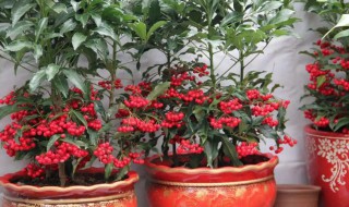 金玉满堂果树种植方法（金玉满堂如何种植）