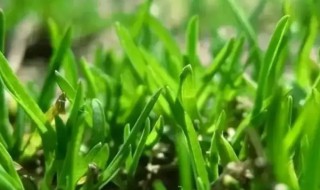 家庭杂草清除方法 怎样除杂草