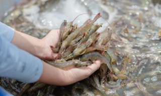 寿司的熟虾要煮几分钟（寿司虾煮多久）