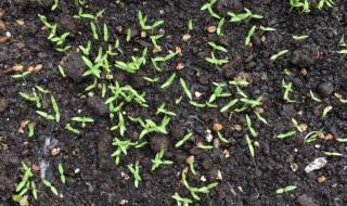 种的青菜发芽了怎么办（青菜不发芽怎么办?）