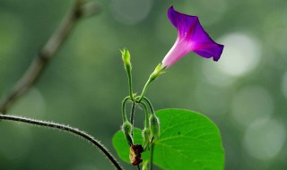 牵牛花发芽了怎么种（牵牛花出芽后什么时候移栽）