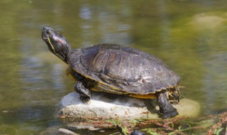 草龟怎么清洗处理方法（草龟粪便怎么清理）