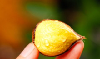 栗子难剥是新鲜的吗（栗子太难剥了）