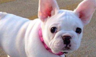 如何挑选奶油法斗（奶油法斗和奶白色法斗哪个好）