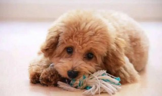 如何挑选泰迪幼犬（怎么挑选泰迪狗幼犬）