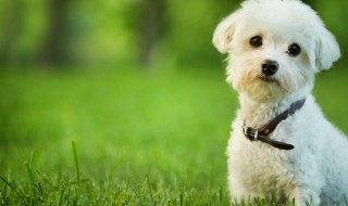 如何挑选狗狗 如何挑选狗狗 性格