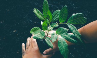 春暖花开什么时候种植树（春天什么时候植树）