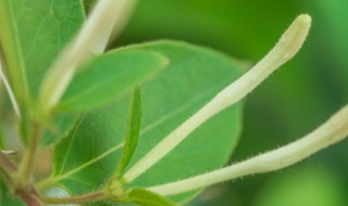 金银花什么时候种植（什么时候种植金银花什么时候种植）