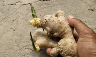 黄姜什么时候种植（黄姜几月份种植技术）