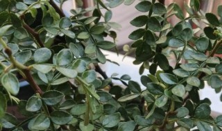 胡椒是什么时候种植的（山胡椒什么时候种植）