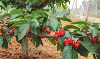 什么时候种植车厘子苗（车厘子树苗什么时候种植）