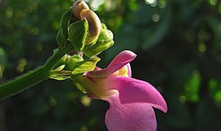 秋芸豆什么时候种植（秋芸豆几月份种最好）