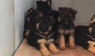 如何挑选德国牧羊犬幼犬（德国牧羊犬怎么看好不好）