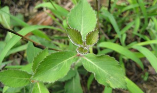 玄参什么时候种植（玄参种植基地）