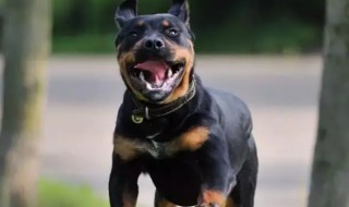 如何挑选罗威纳幼犬 怎样挑选罗威纳幼犬