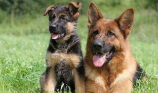 如何挑选德国牧羊幼犬（德国牧羊犬怎么看好不好）