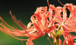 彼岸花什么时候种植 彼岸花什么时候种植最好百香果哪里出产的最好