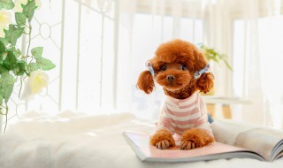 如何挑选泰迪（如何挑选泰迪幼崽）