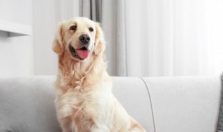 如何挑选狗 如何挑选狗狗