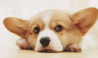 如何挑选柯基（如何挑选柯基幼犬）