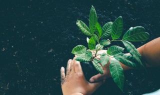 院子八种植物招财又旺宅（院子里最旺财的十种花）