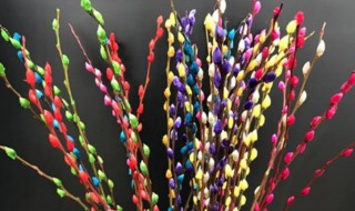 买的银柳枝发芽了怎么种（银柳发芽了可以种吗）